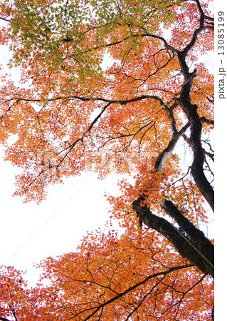 紅葉 紅葉 13085199