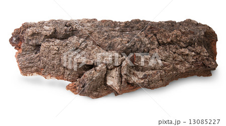 Piece Of Bark Of Old Oak 13085227