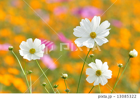 コスモス 13085322