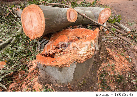 Trees Log Cut Down Trees Log Cut Down 13085548