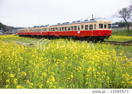 菜の花と桜 13085673