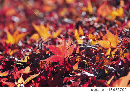 落葉 13085702