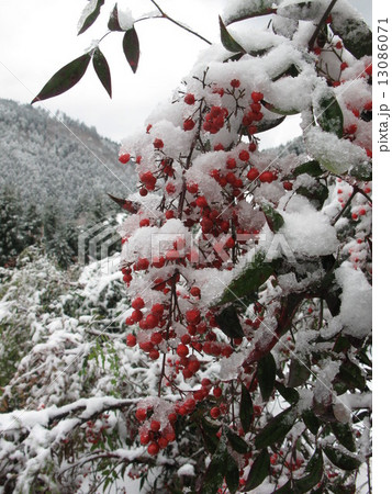 なんてん 13086071