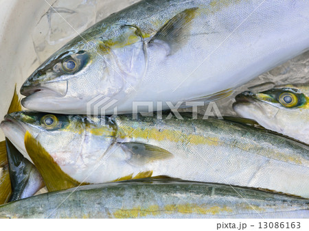 鮮魚 13086163