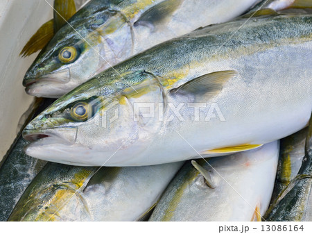 鮮魚 13086164