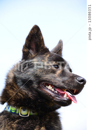 えへへ♪ 13086351