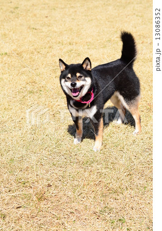 早く遊ぼ♪ 13086352