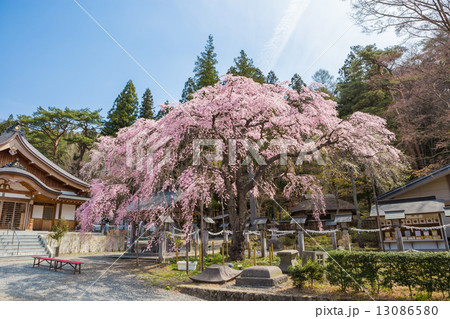 南湖神社の楽翁桜 南湖神社の楽翁桜 13086580