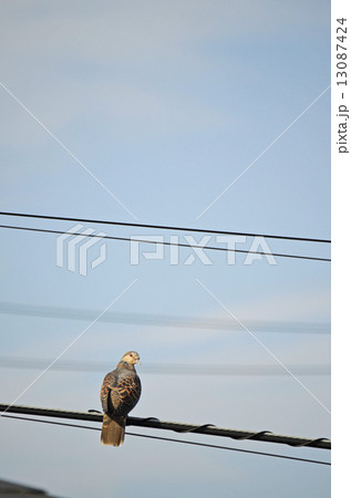 キジバト（雉鳩） 13087424