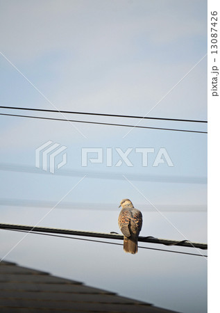 キジバト（雉鳩） 13087426