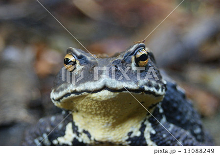 ヒキガエル 13088249