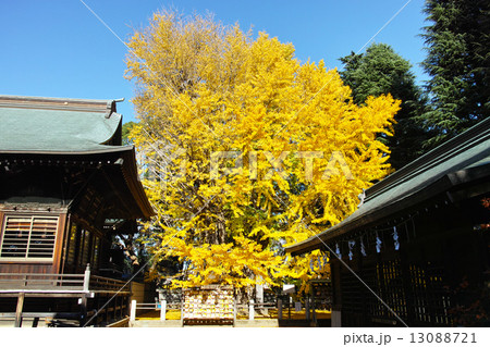 葛飾八幡宮の千本公孫樹 葛飾八幡宮の千本公孫樹 13088721