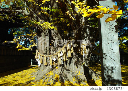 葛飾八幡宮の千本公孫樹 葛飾八幡宮の千本公孫樹 13088724