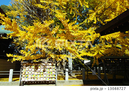 葛飾八幡宮の千本公孫樹 葛飾八幡宮の千本公孫樹 13088727