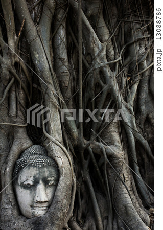head of sandstone buddha tree roots covered at Wat Mahathat, Ayu head of sandstone buddha tree roots covered at Wat Mahathat, Ayu 13088786