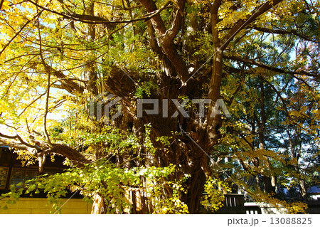 葛飾八幡宮の千本公孫樹 13088825