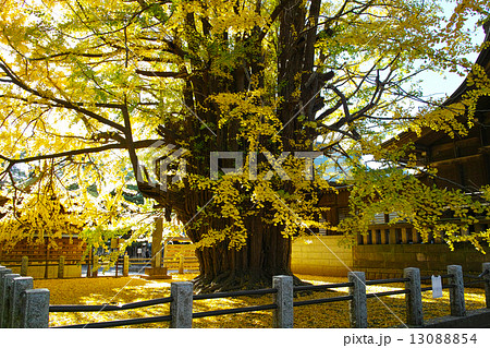 葛飾八幡宮の千本公孫樹 葛飾八幡宮の千本公孫樹 13088854