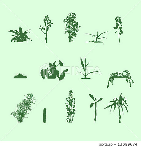 silhouettes plants silhouettes plants 13089674