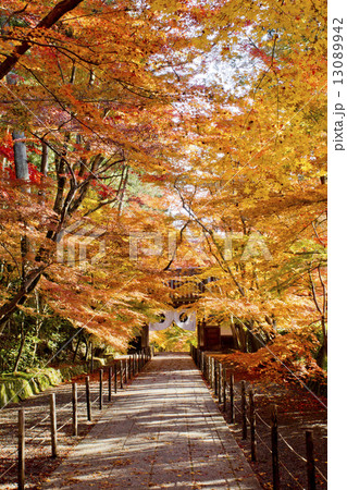 光明寺 光明寺 13089942