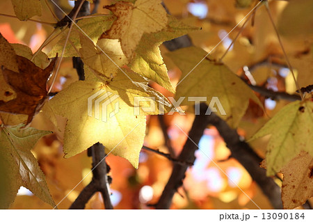 プラタナス 13090184