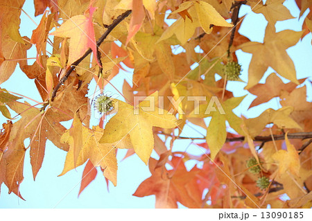 プラタナスの実 13090185