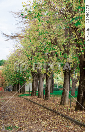 autumn in nature autumn in nature 13090272
