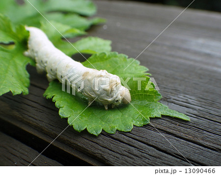 蚕と桑の葉 13090466