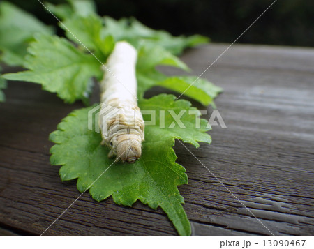 蚕と桑の葉 13090467