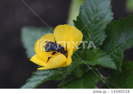 生き物　昆虫　タカオルリモンハナバチ、琉球列島のルリモンハナバチ。アオスジフトハナバチに労働寄生② 13090528