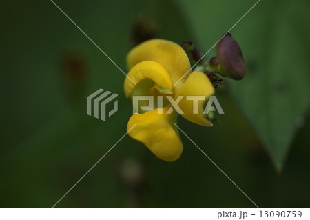 自然　植物　ヤブツルアズキ、アズキの原種といわれています。それにしても豆の花は表現しづらい形です 13090759