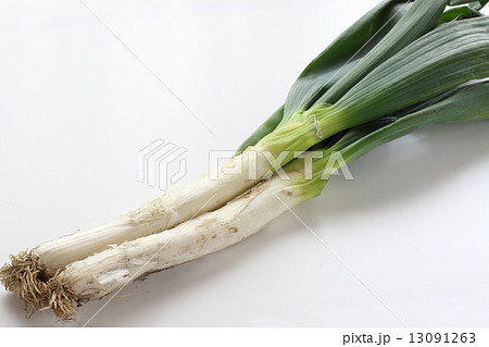泥つきの下仁田ネギ 泥つきの下仁田ネギ 13091263