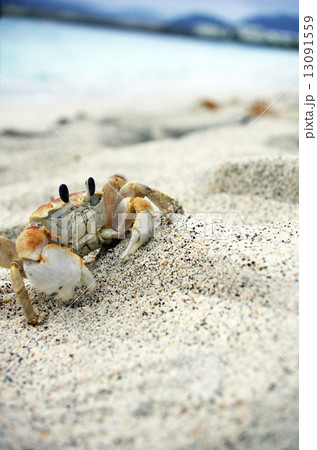 白いカニと大村海岸の風景の写真素材