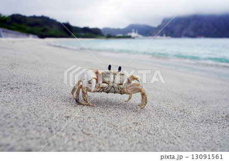 白いカニと大村海岸の風景の写真素材