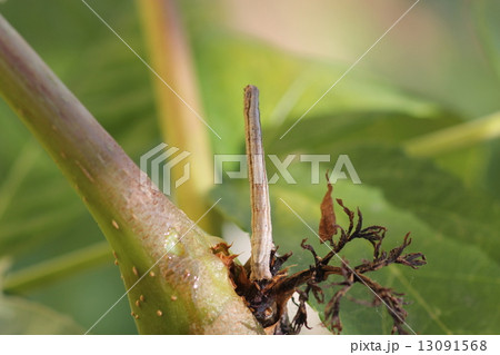 エダシャクの幼虫02 エダシャクの幼虫02 13091568