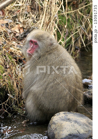小川に座り込むニホンザル 13091735