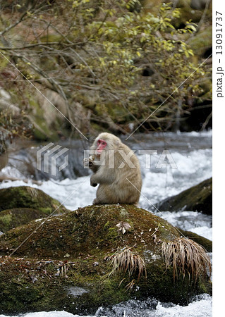 小川に座り込むニホンザル 13091737