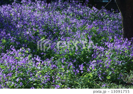 花大根 ハナダイコンの花言葉は 知恵の泉 の写真素材