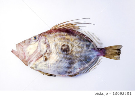 マトダイ一匹　マトダイ　的鯛 13092501