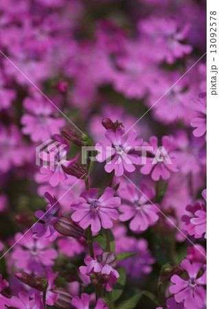 袋撫子ふくろなでしこ　シレネと呼ばれています。 13092578