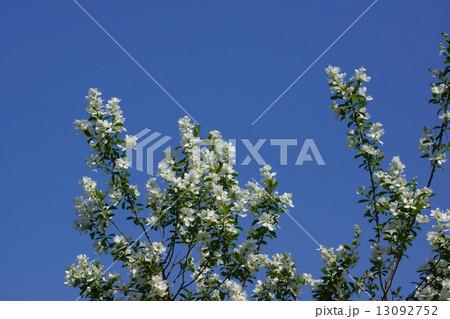 利久梅　リキュウバイと申します。 13092752