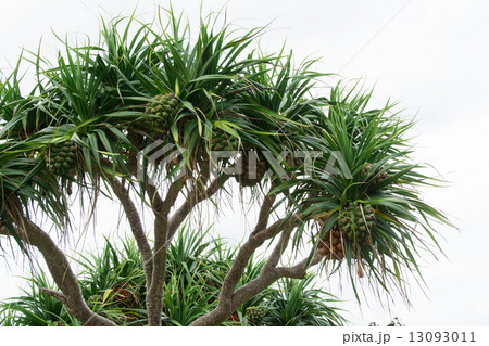 アダン アダン 13093011