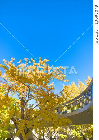 イチョウ並木の黄葉とポーリン橋 イチョウ並木の黄葉とポーリン橋 13093049