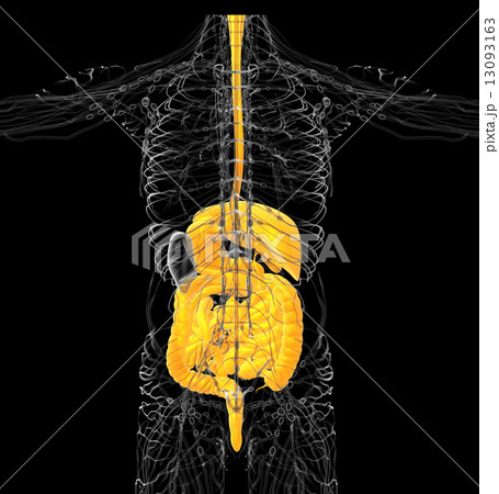 3d render medical illustration of the human digestive system 3d render medical illustration of the human digestive system 13093163