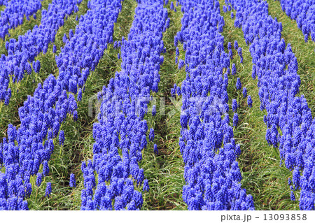 北海道 中富良野町 ファーム冨田のムスカリの花 北海道 中富良野町 ファーム冨田のムスカリの花 13093858