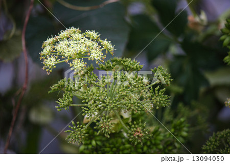 アシタバ 13094050