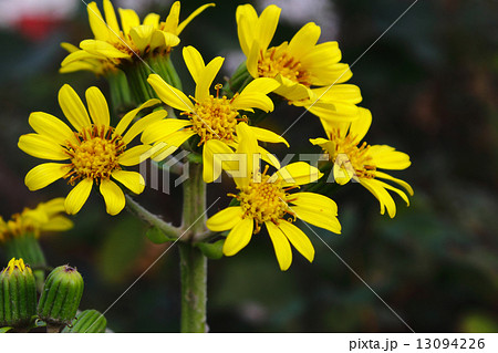 ツワブキ 13094226