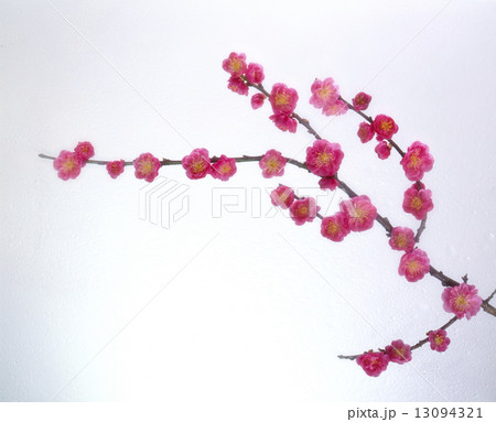 梅の枝 梅の枝 13094321