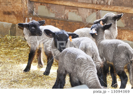 ヒツジ 13094369