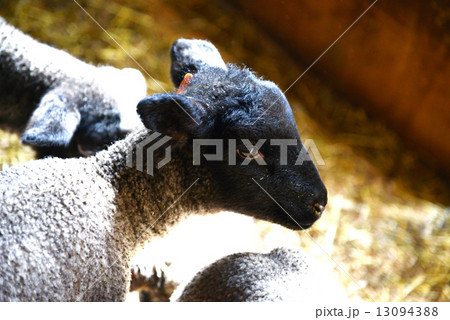 ヒツジ ヒツジ 13094388