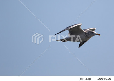 セグロカモメ 13094530